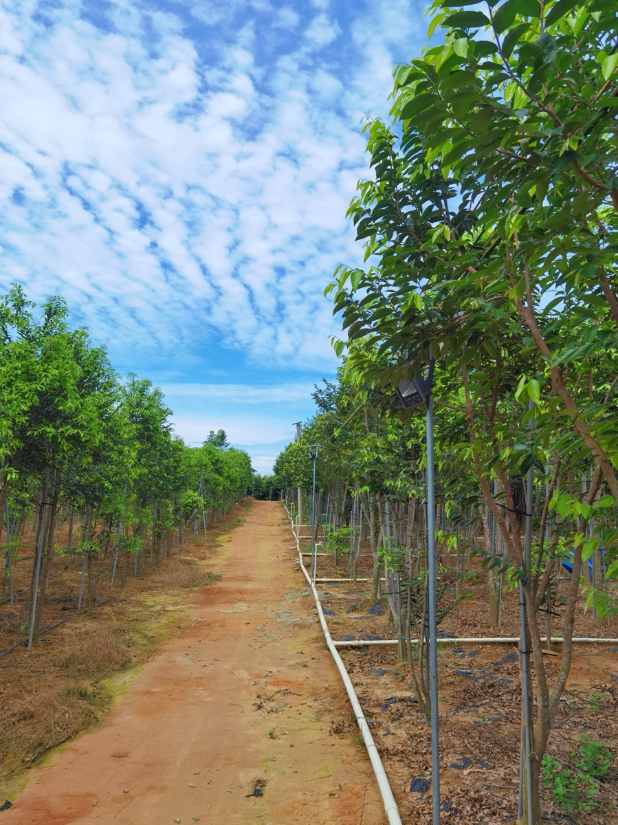 Rows of trees beside a path in a plantation